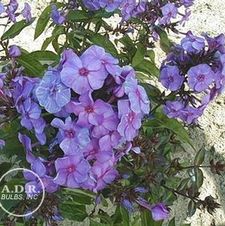 Phlox Blue Paradise