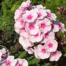 Phlox Bright Eyes