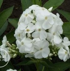 Phlox David