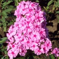 Phlox Eva Cullum