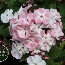 Phlox Fairest One