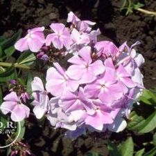 Phlox Franz Schubert