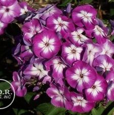 Phlox Laura