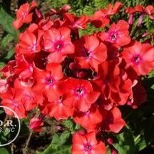 Phlox Orange Perfection