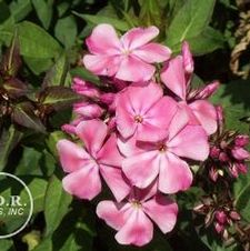 Phlox Pink Gown