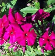 Phlox Red Super