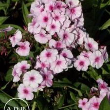 Phlox Prime Minister