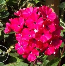 Phlox Star Fire