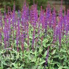 Salvia Caradonna