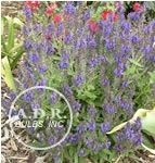 Salvia Marcus