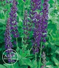 Salvia May Night