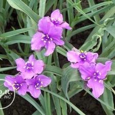 Tradescantia Concord Grape