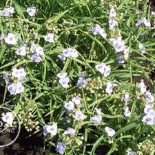 Tradescantia Little Doll