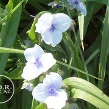 Tradescantia Osprey