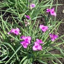 Tradescantia Satin Doll