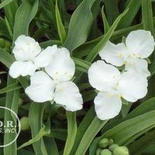 Tradescantia Snow Cap