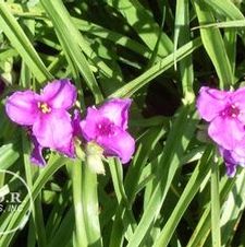 Tradescantia Valour