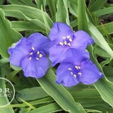 Tradescantia Zwanenburg Blue