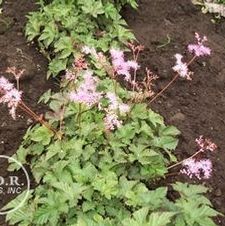 Filipendula Kahome