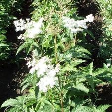 Filipendula Purpurea
