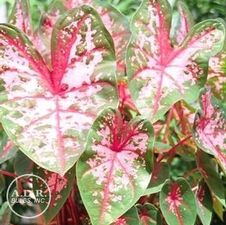 Caladium fancy leaf 'Carolyn Whorton'