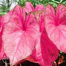 Caladium fancy leaf 'Fannie Munson'