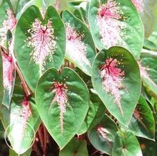 Caladium Mrs. Halderman