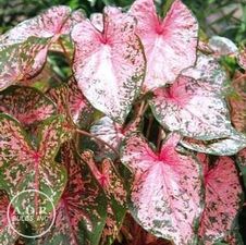 Caladium fancy leaf 'Pink Beauty'