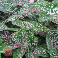 Caladium fancy leaf 'Florida Elise'