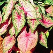 Caladium F.M Joyner