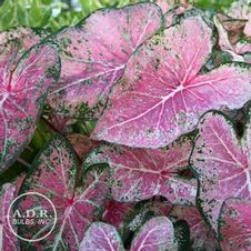 Caladium fancy leaf 'Pink Cloud'