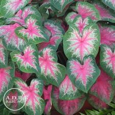 Caladium fancy leaf 'Rosebud'