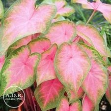 Caladium fancy leaf 'Kathleen'