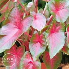 Caladium fancy leaf 'Blaze'