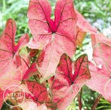 Caladium Festiva