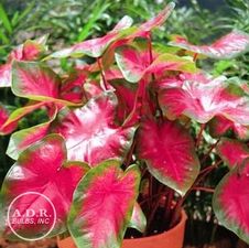 Caladium fancy leaf 'John Peed'