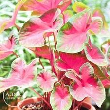 Caladium fancy leaf 'Poecile Anglais'