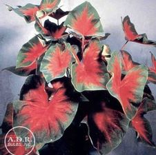 Caladium fancy leaf 'Florida Cardinal'