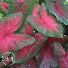 Caladium fancy leaf 'Postman Joyner'