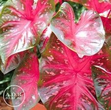 Caladium fancy leaf 'Red Flash'
