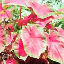 Caladium fancy leaf 'Frieda Hemple'
