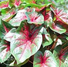 Caladium Thomas Tomlinson