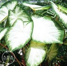 Caladium fancy leaf 'Aaron'