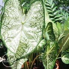Caladium fancy leaf 'June Bride'
