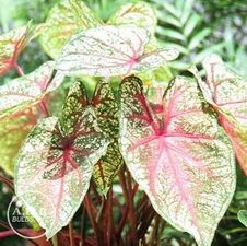Caladium fancy leaf 'Mrs. Arno Nehrling'