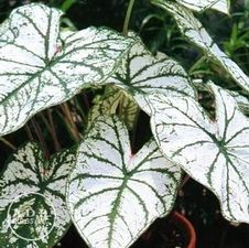 Caladium fancy leaf 'White Christmas'