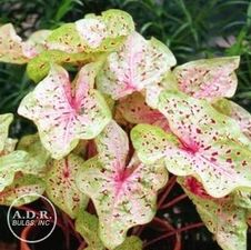 Caladium dwarf 'Miss Muffet'