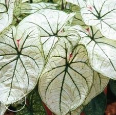 Caladium dwarf 'Candidum Jr'