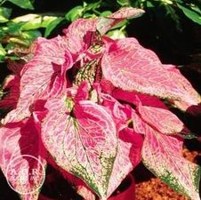 Caladium strap leaf 'Pink Symphony'