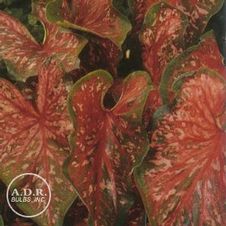 Caladium strap leaf 'Lance Whorton'